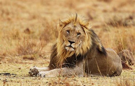 Lions Facts Diet Habitat Appearance Science4fun