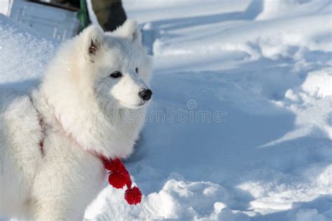 Beautiful Fluffy White Dog Stock Photo Image Of Puppy Animal 109853652
