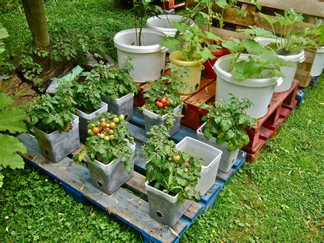 Container Gardening Container Gardening Vegetables Garden Containers