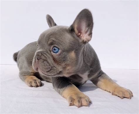 Buy and sell almost anything on gumtree classifieds. French Bulldog Puppies For Sale | Modesto, CA #325959
