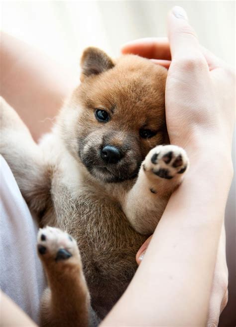 550 Best Shiba Inu Images On Pinterest Akita Dog Doggies And Fluffy Pets