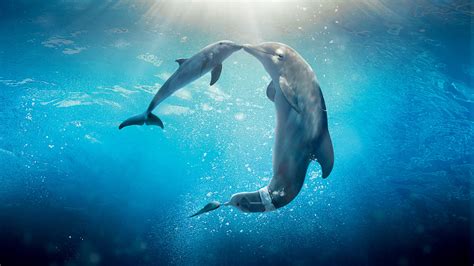Dolphin Tale 2 Movie Hd Movies 4k Wallpapers Images Backgrounds