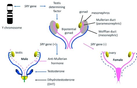 Figure 1 [typical Male And Female Sex ] Endotext Ncbi Bookshelf