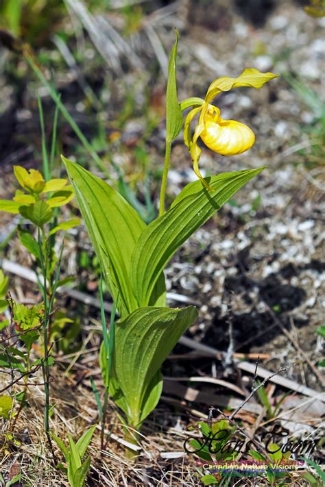 Canadian Nature Visions Yellow Ladys Slipper Orchid