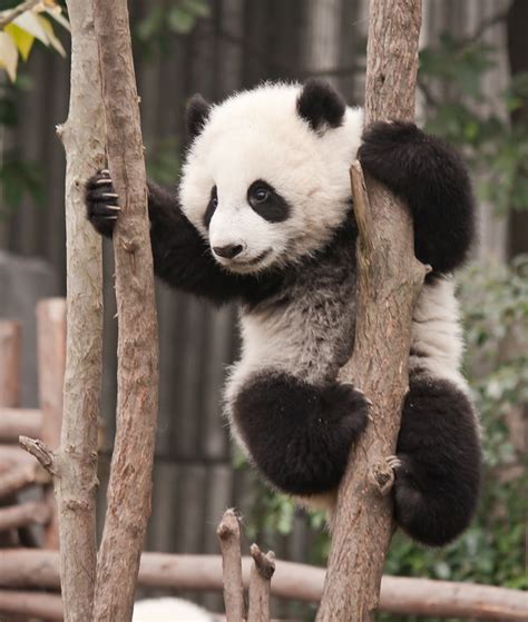 Panda Climbing A Tree Hd Picture Free Download