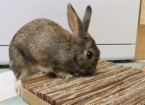 Have you ever thought of making shelves out of cardboard boxes and create your own cardboard bookcase? Make your rabbit a cardboard mat perfect for sitting on ...