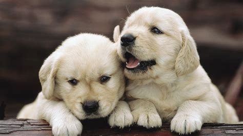 Cute Puppy Wallpapers For Desktop Images