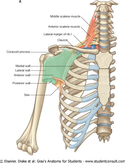 Anatomy Notes Vol1 With Orthopaedics Medical Anatomy Muscle Anatomy