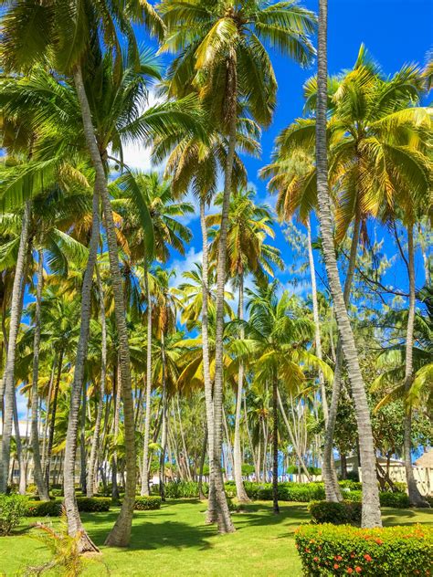 Tropical Palm Trees Free Stock Photo Public Domain Pictures