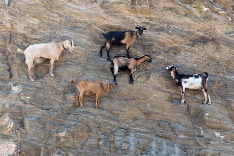 Sheep With Horns Climbing On Mountain Over Agia Theodoti Beach I Stock