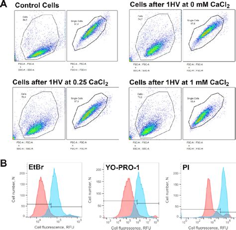 Flow Cytometry Gating Strategies Panel A Represents Cell Distinction