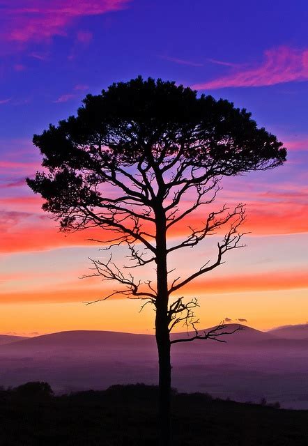 Lone Pine Sunset Beautiful Nature Beautiful Landscapes Nature