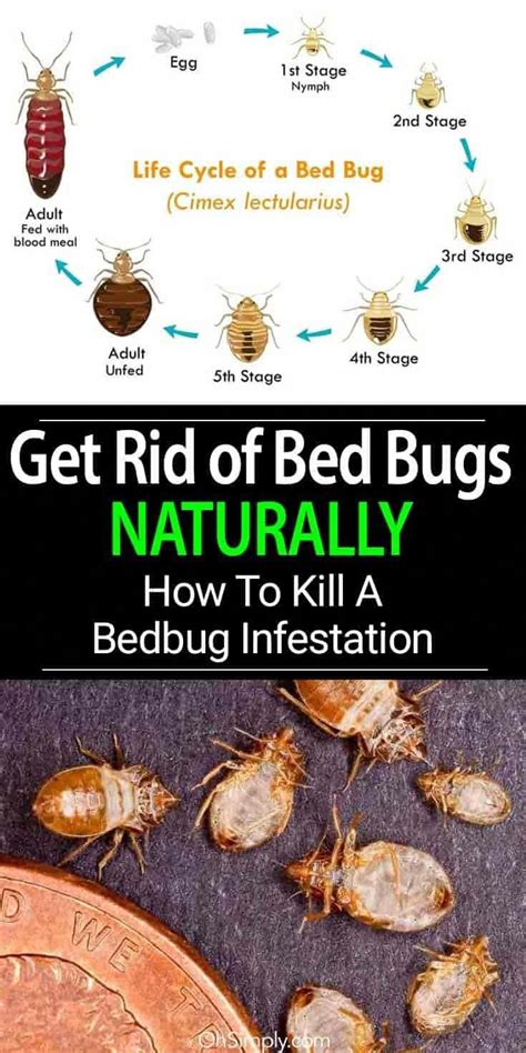 How To Get Rid Of Bed Bugs