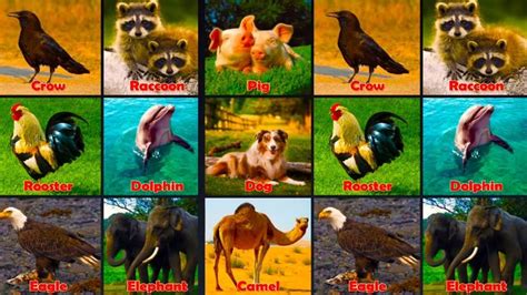 Learning Animals Sounds For Children Learn Animals Names For Kids And