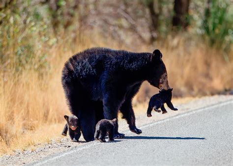 Loveforallbears A Black Bear Mother With Cubs In Big Bend National
