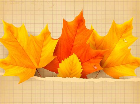 3 Beautiful Autumn Leaves 1600 X 1200 Wallpaper