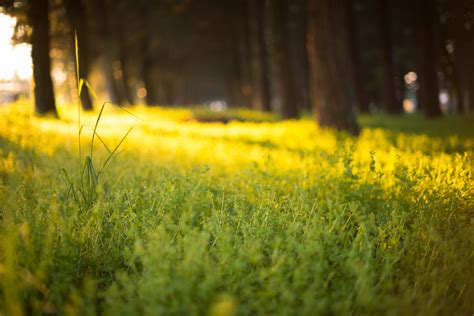 Free Images Tree Nature Forest Light Field Meadow Sunlight
