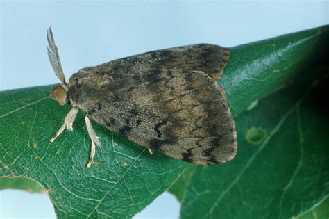Ct Gypsy Moth Information For Tree And Woodland Owners