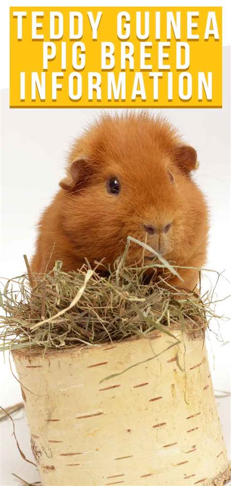 Teddy Guinea Pig Breed Information A Guide To Teddy Bear