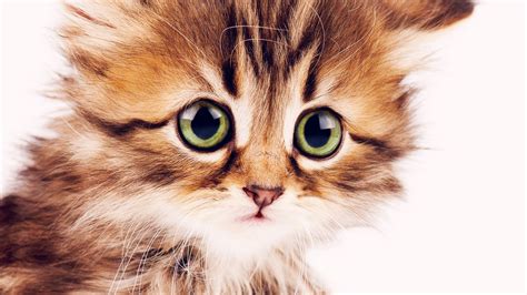 Wallpaper Kitten Cute 4k Animals 16151