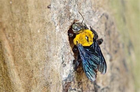 How To Deal With Carpenter Bees Alabama Cooperative Extension System