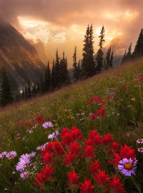 Wildflower Bouquets Of The North Cascades Nature Photography