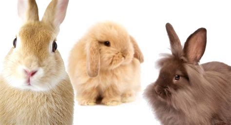 Types Of Rabbits Complete List And Guide 2023 Northern Nester