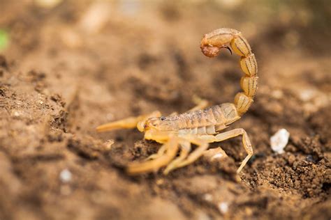 Dog Stung By A Scorpion Heres What To Do Daily Paws