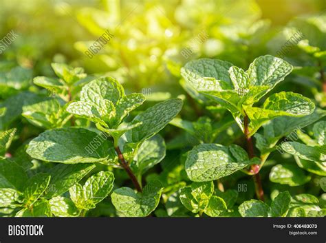 Fresh Mint Leaves Image And Photo Free Trial Bigstock