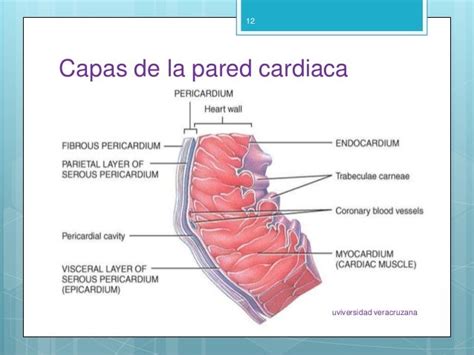43 Capas De La Pared Cardiaca Full Mercio Mapa