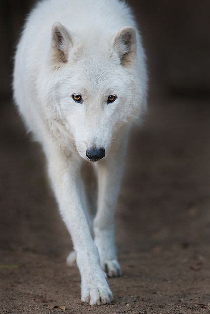 Walk With Me By Wisterialane On Flickr Kenai The Arctic Wolf At The