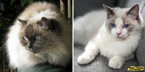 Himalayan Cat Vs Ragdoll How Are They Different