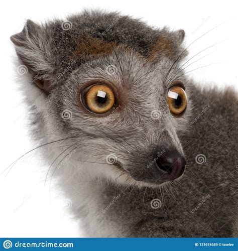 Close Up Of Crowned Lemur Eulemur Coronatus 2 Years Old Stock Image
