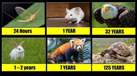 The Shortest And Longest Living Animals Lifespans Of Animals Youtube