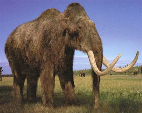 Woolly Mammoth Facts Habitat Diet Fossils Pictures