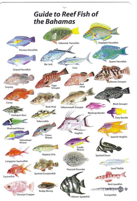17 Best Images About Several Saltwater Fish On Pinterest Saltwater