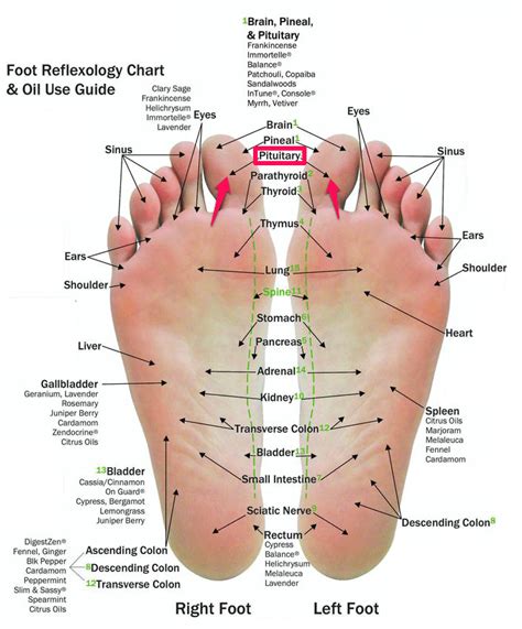 Acupressure Points In Foot Chart