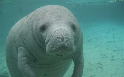 Overview things to do reviews blogs. Manatí | inspiracion | Sea cow, Manatee facts, Swimming ...