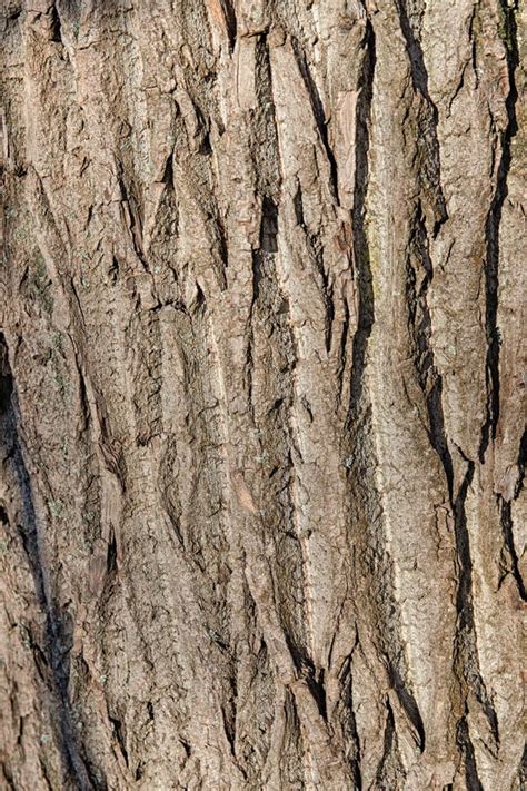 Tree Bark Closeup Stock Image Image Of Rough Color 47415847