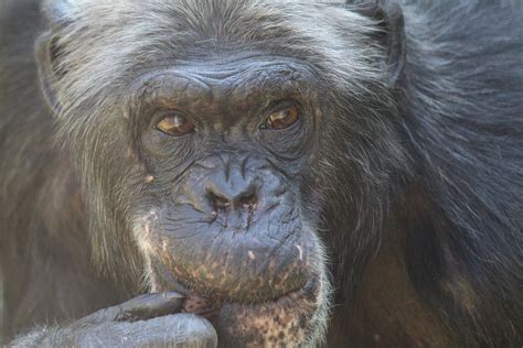 Chimp Study Reveals How Brains Structure Shaped Our Evolution