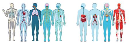 ¿cuáles Son Los Diversos Sistemas De órganos Contenida Dentro Del