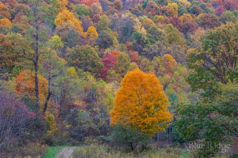 Fall Foliage 2017 Forecast And Guide Blue Ridge Mountain Life