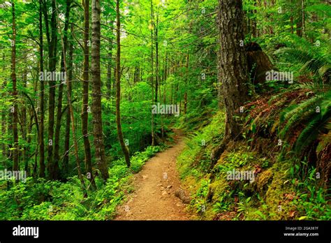 A Exterior Of An Pacific Northwest Forest Trail Stock Photo Alamy