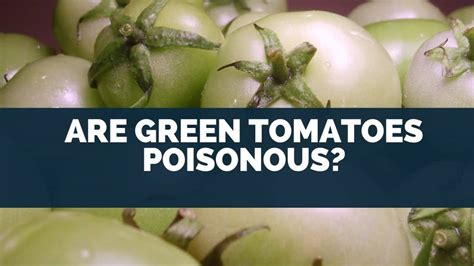 Are Green Tomatoes Poisonous Eating Unripe Fruits