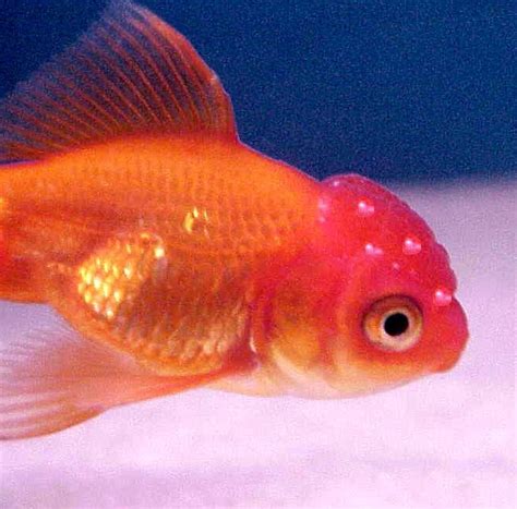 Pada tanaman di halaman rumah, kutu putih biasanya hidup berkoloni. Berbagai Macam Penyakit Ikan Part 2 ~ Waterdecor ...