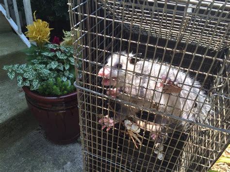 Opossum Removal And Control In Columbus Oh Buckeye Wildlife Solutions