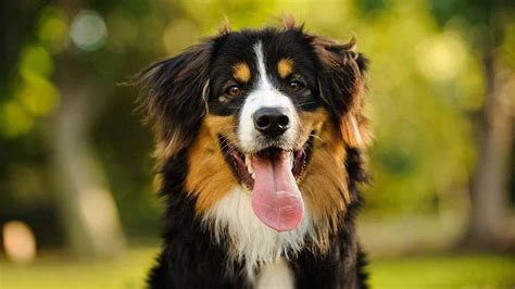 Top 20 Cutest Dog Breeds Around The World Dog Breeds Large Dog