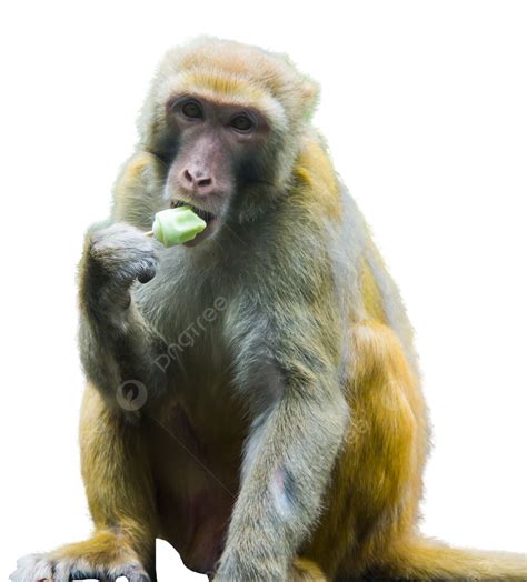 Gambar Monyet Satwa Liar Hewan Monyet Monyet Satwa Madaque Png