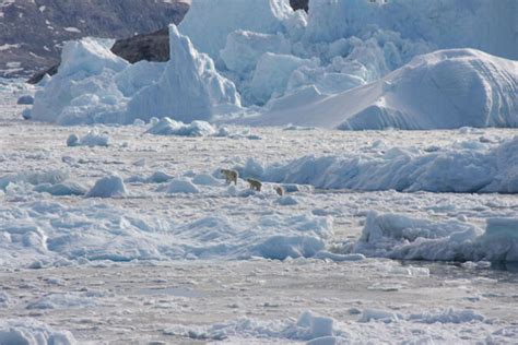 Some Polar Bears In Greenland Survive On Surprisingly Little Sea Ice