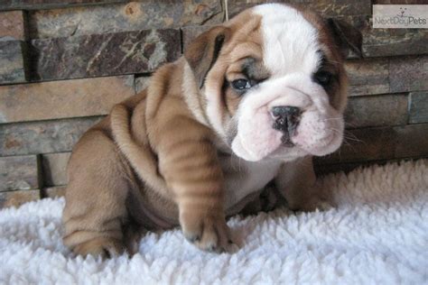 Top 8 English Bulldog Puppies Whore So Cute Its Unbelievable A Dog